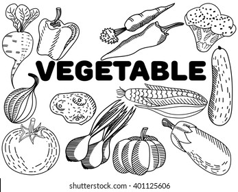 Vegetable coloring book for adults vector illustration. Anti-stress coloring for adult. Zentangle style. Black and white lines. Lace pattern