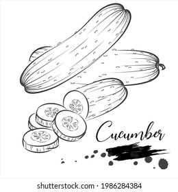 Vegetable, cucumber, line art, vector illustration