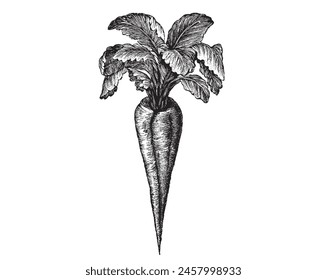 Vegetable, diet illustration set. Root veggie botanical vintage engraving illustration isolated on white background. Vintage black and white hand drawing. Carrot, radish, daikon, parsnip with leaf 