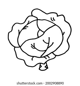 Vegetable doodle cabbage. Fresh, healthy, vegan food. Hand drawn illustration. 