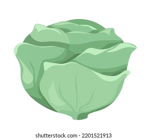 Vegetable from farm, organic and natural product harvesting and nourishment. Isolated cabbage with green leaves, salad ingredients and cooking. Preparing food from grocery. Vector in flat style