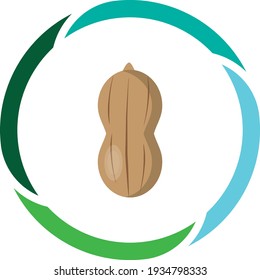 vegetable foods zucchini or peanuts. white background vector image