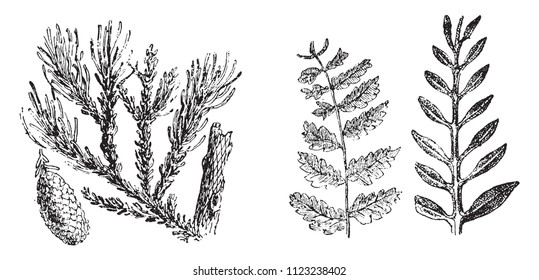 Vegetable fossils of the secondary period, vintage engraved illustration. From Natural Creation and Living Beings.
