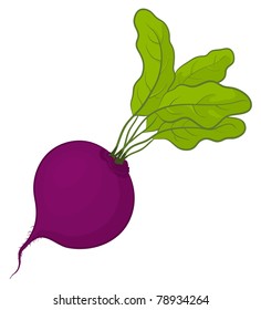 Vegetable, fresh beet with green leaves, vector, isolated on white