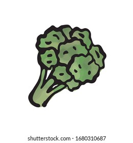 vegetable - fresh green broccoli (watercolor vector)