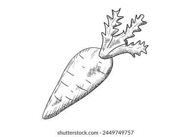 vegetable. fruit. an engraving. an engraving of a beetroot. an engraving of a carrot. an engraving of a pear tree. black lines. on a white background.