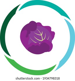 vegetable or fruit food, purple cabbage. white background vector image
