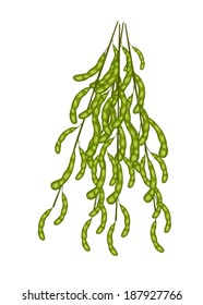 Vegetable and Fruit, An Illustration of Fresh Green Soybean or Edamame Pods on A Branch Isolated on White Background. 