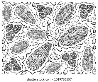 Vegetable and Fruit, Illustration Hand Drawn Sketch of Horned Melon or Kiwano Friut Isolated on White Background.