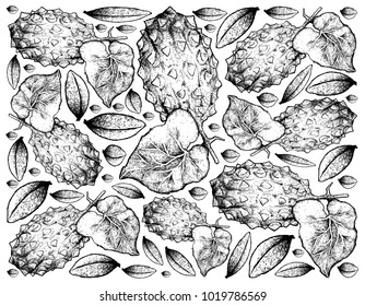 Vegetable and Fruit, Illustration Hand Drawn Sketch of Horned Melon or Kiwano Friut Isolated on White Background.