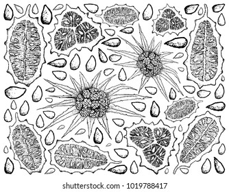Vegetable and Fruit, Illustration Hand Drawn Sketch of Horned Melon or Kiwano and Screw Pine, Pandanus Tectorius Friut Background.