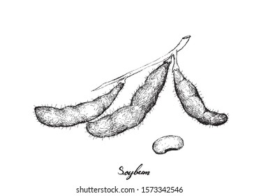 Vegetable and Fruit, Illustration of Hand Drawn Sketch Fresh Soybean or Edamame Pods Isolated on White Background.