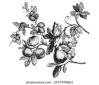 Vegetal, conjunto de ilustración de frutas. Fondo blanco aislado del grabado botánico de la vendimia de la rama de fruta. Dibujo a mano en blanco y negro retro. Uva, manzana, ciruelas, pera con hoja en el árbol para el diseño de la sidra