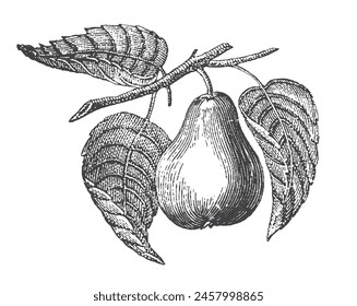 Vegetable, fruit illustration set. Fruit branch botanical vintage engraving illustration isolated on white background. Vintage black and white hand drawing. Pear with leaf on tree. Cider design.