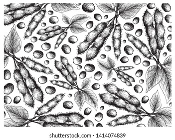 Vegetable and Fruit, Illustration Wallpaper of Hand Drawn Sketch Fresh Green Soybean or Edamame Pods Isolated on White Background.