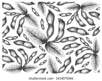 Vegetable and Fruit, Illustration Wallpaper of Hand Drawn Sketch Fresh Green Soybean or Edamame Pods Isolated on White Background.