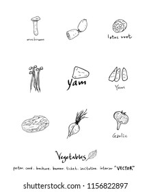 Vegetable and fruit illustrations / Hand drawn food ingredients - vector