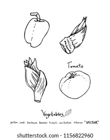 Vegetable and fruit illustrations / Hand drawn food ingredients - vector