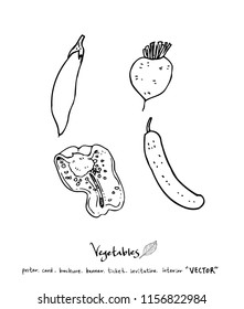 Vegetable and fruit illustrations / Hand drawn food ingredients - vector