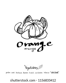 Vegetable and fruit illustrations / Hand drawn food ingredients - vector