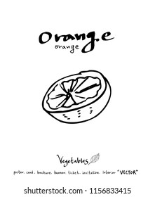 Vegetable and fruit illustrations / Hand drawn food ingredients - vector