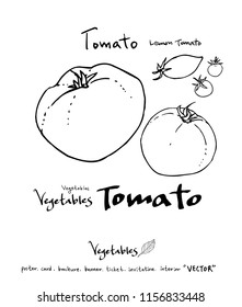 Vegetable and fruit illustrations / Hand drawn food ingredients - vector