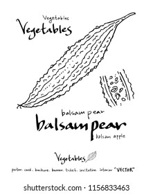 Vegetable and fruit illustrations / Hand drawn food ingredients - vector