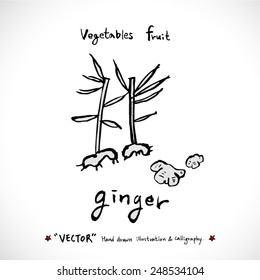 Vegetable and fruit illustrations / Hand drawn food ingredients - vector