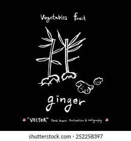 Vegetable and fruit illustrations / Hand drawn food ingredients - vector