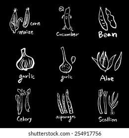 Vegetable and fruit illustrations / Hand drawn food ingredients - vector