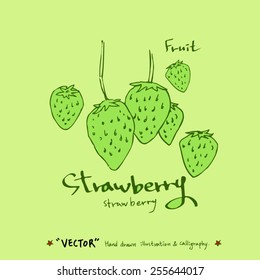 Vegetable and fruit illustrations / Hand drawn food ingredients - vector