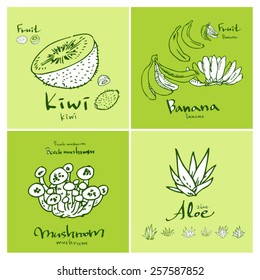 Vegetable and fruit illustrations / Hand drawn food ingredients - vector