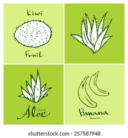 Vegetable and fruit illustrations / Hand drawn food ingredients - vector
