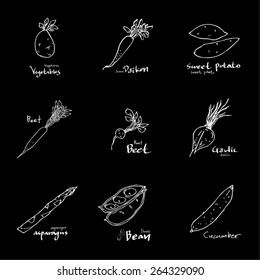 Vegetable and fruit illustrations / Hand drawn food ingredients - vector
