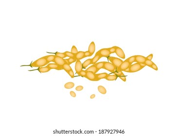 Vegetable and Fruit, A Pile of Dried Soybean or Edamame Pods Isolated on White Background. 