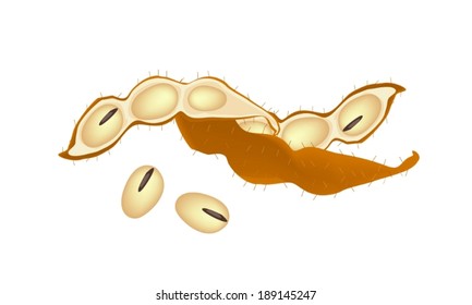 Vegetable and Fruit, A Stack of Dried Soybean or Edamame Pods, Good Source of Dietary Fiber, Vitamins and Minerals. 