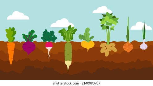 Pancarta de huerto. Alimentos orgánicos y saludables. Afiche con verduras de raíz. Plantas que muestran estructura de raíces por debajo del nivel del suelo, vegetación y siembra de verduras. Estilo plano, ilustración vectorial