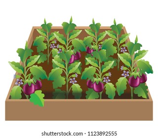 Vegetable garden with cultivated eggplant, brinjal plants. All plants are bearing ripe, fresh brinjals