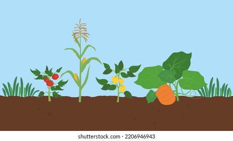Gemüsegarten mit verschiedenen Gemüsebüschen