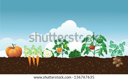 Vegetable garden. EPS 10 vector, grouped for easy editing. No open shapes or paths.
