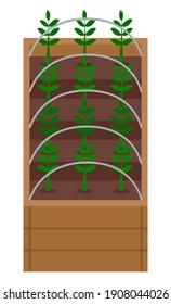 Vegetable garden flat vector illustration. Plants in the garden bed. Seedlings plant with green large leaves. Growing plants for a healthy diet cabbage, salad, spinach. Urban agriculture concept