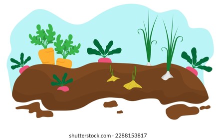 Vegetable garden. gardening. flat vector cartoon design