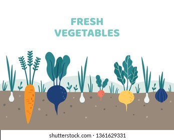 Vegetable garden. Gardening vegetables food, potatoes gardens and summer gardeners. Gardener vegetable plants grow or growing organic veggies roots vector illustration