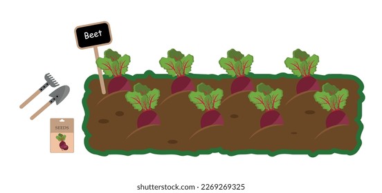 Vegetable garden isolated on a white background. Illustration of a mature growing beetroot in the garden . The icon of a garden bed with beets for gardening or a farm.Horizontal vector illustration