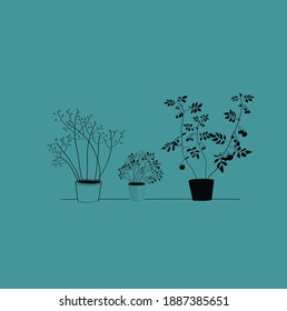 vegetable garden on the window. ecological food. line drawing
