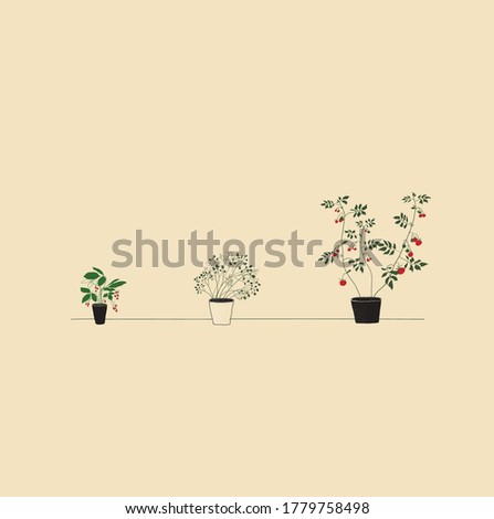 vegetable garden on the window. ecological food. line drawing