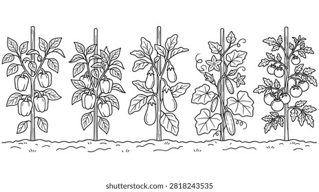 Vegetable garden patch illustration with rows of plants featuring bell peppers eggplants cucumbers and tomatoes grown on wooden stakes in monochrome line art.