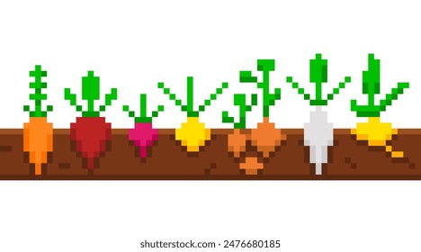 Gemüsegarten im Pixelstil, Wurzelgemüse. Gepflanztes Gemüse im Retro-Stil 8 Bit Video Spiele. Frisches Gemüse aus biologischem Anbau im Boden.