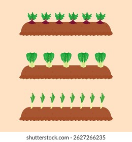 vegetable garden, planted with green mustards, beet root and leek.
