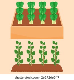 vegetable garden, planted with green mustards and cucumbers. vector illustration.